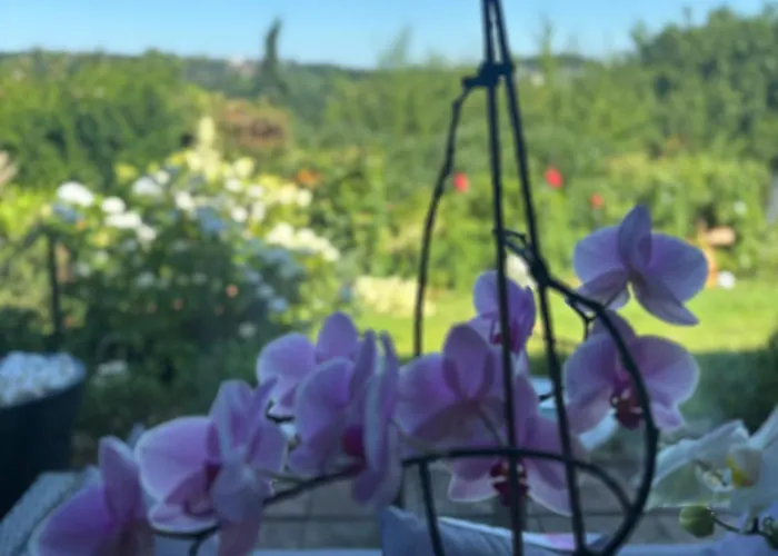 Trallafitti Lejlighed